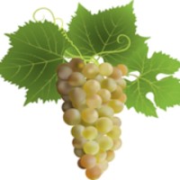 UK VINE CARE LIMITED